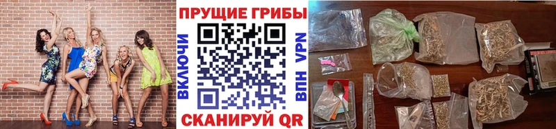 Купить закладки  Беломорск  Псилоцибиновые грибы мицелий 